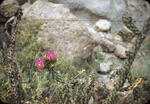 Frijoles Canyon4