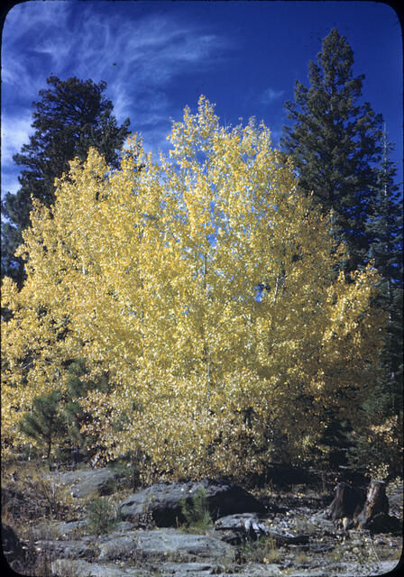 Aspen 1