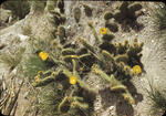 Frijoles Canyon5