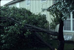 Tree behind house 01