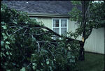 Tree behind house 02