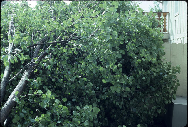 Tree behind house 03