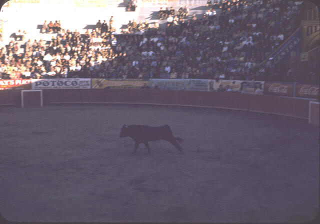 Bullfight Juavez8