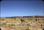 New Mexico 1947/1948