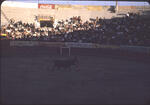 Bullfight 01