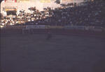 Bullfight 08