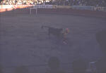 Bullfight 12