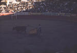 Bullfight 14