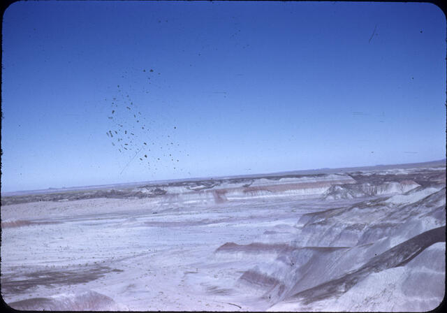 Petrified Forest 01