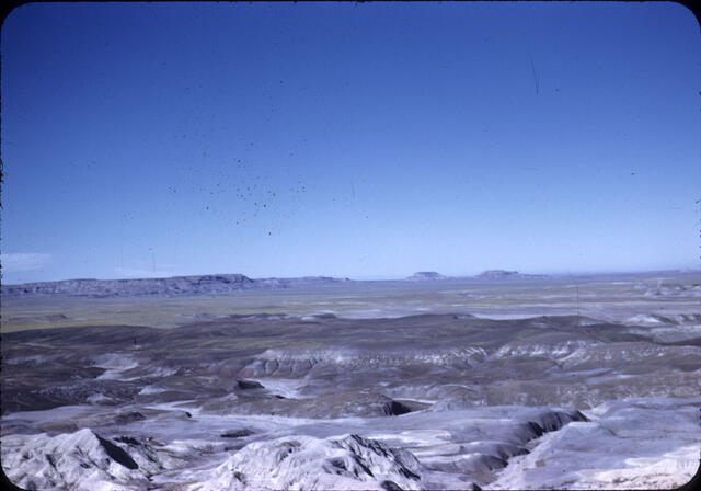 Petrified Forest 04