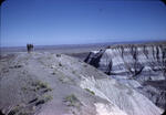 Petrified Forest 06