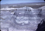 Petrified Forest 07