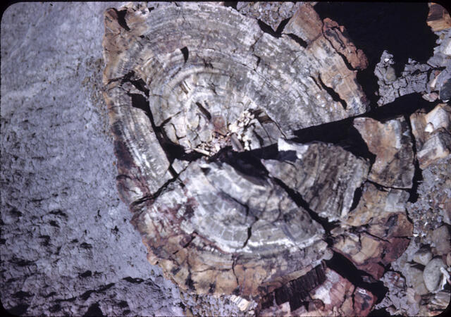 Petrified Forest 08