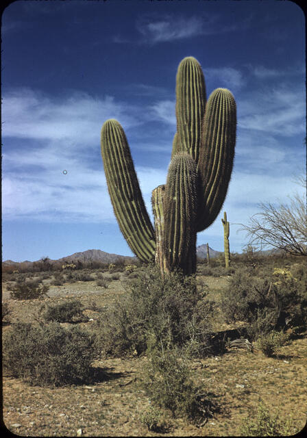 Organ Pipe Cactus 01