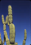 Organ Pipe Cactus 02