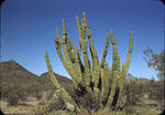 Organ Pipe Cactus 03