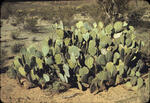 Prickly Pear Cactus 01