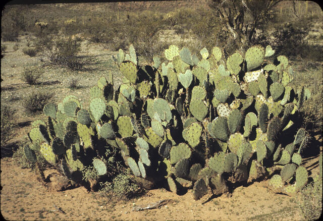 Prickly Pear Cactus 01