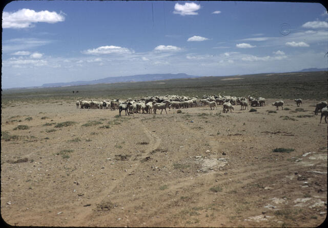 Navajo Sheep 01