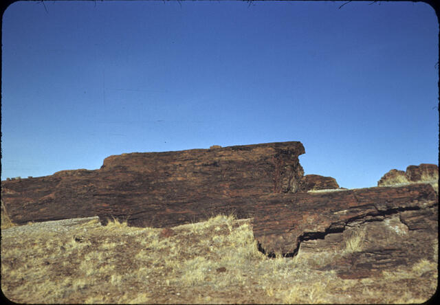 Petrified Forest 01