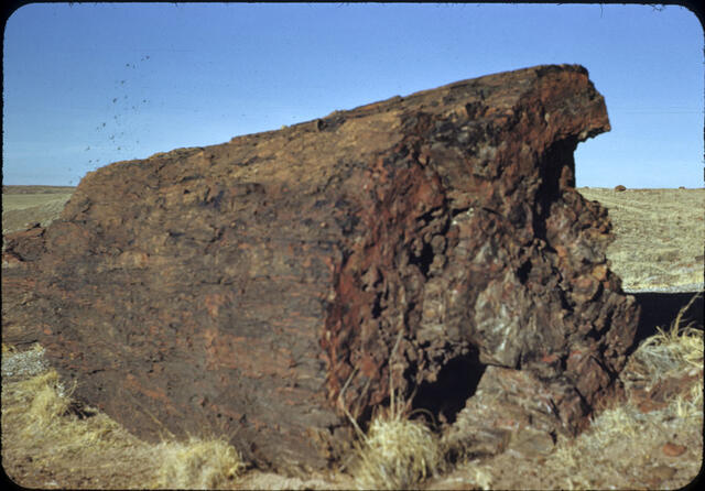 Petrified Forest 02