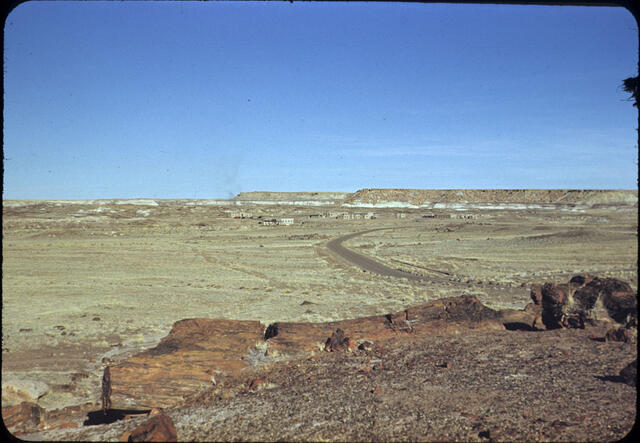 Petrified Forest 03