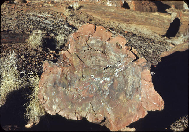 Petrified Forest 04