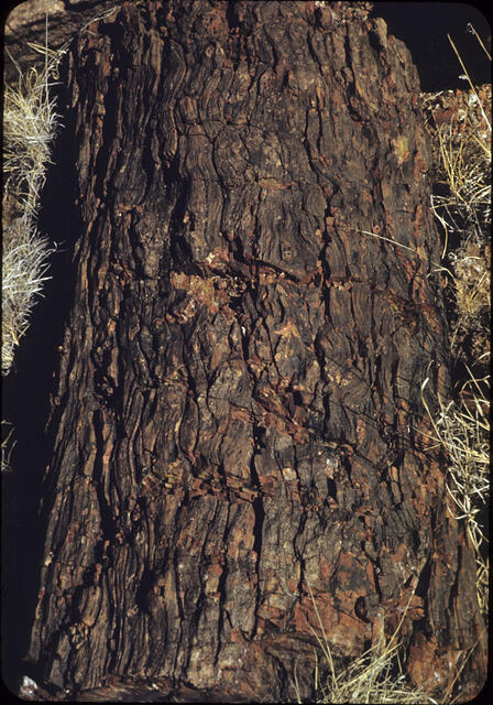 Petrified Forest 06