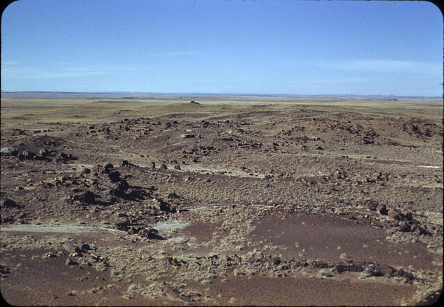 Petrified Forest 07