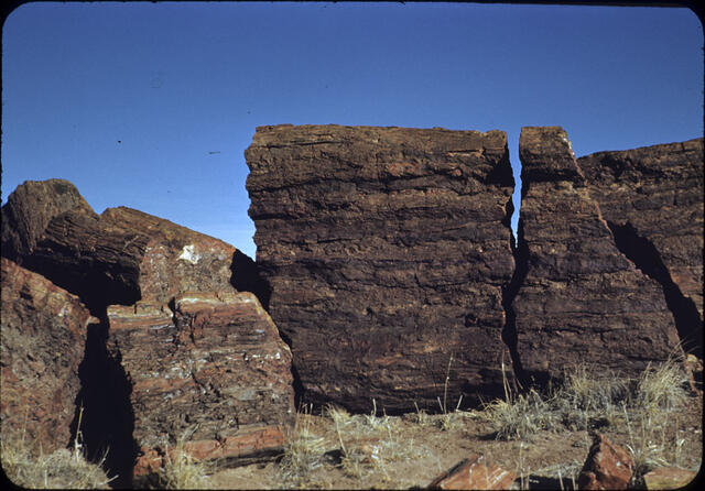 Petrified Forest 08