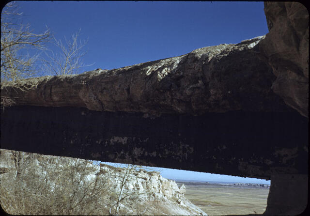 Petrified Forest 09