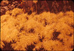 Fall - Winter, 1957-1958.