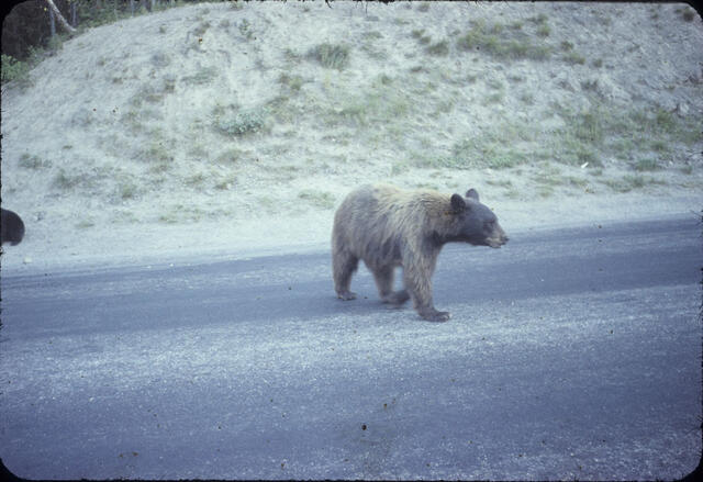 Yellowstone 01