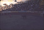 Bullfight 07